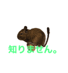 デグブーさん。（個別スタンプ：7）