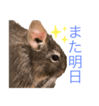 デグブーさん。（個別スタンプ：8）
