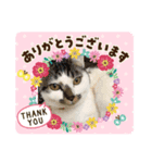 にゃんとも(*ˊૢᵕˋૢ*)（個別スタンプ：1）