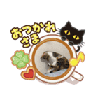にゃんとも(*ˊૢᵕˋૢ*)（個別スタンプ：8）