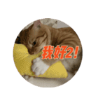 究極厭世猫 2.0（個別スタンプ：4）