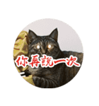 究極厭世猫 2.0（個別スタンプ：7）