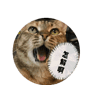 究極厭世猫 2.0（個別スタンプ：8）