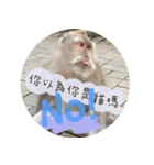 究極厭世猫 2.0（個別スタンプ：11）