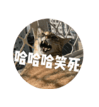 究極厭世猫 2.0（個別スタンプ：12）