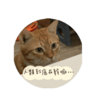 究極厭世猫 2.0（個別スタンプ：13）