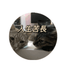 究極厭世猫 2.0（個別スタンプ：14）