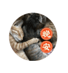 究極厭世猫 2.0（個別スタンプ：15）