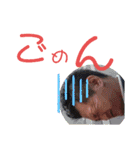 けぃすけぃ～DoFestival～simple version（個別スタンプ：2）