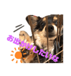 癒しのチワックス、愛犬ぽぽちゃんです。（個別スタンプ：2）