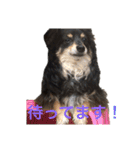 癒しのチワックス、愛犬ぽぽちゃんです。（個別スタンプ：4）