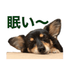 癒しのチワックス、愛犬ぽぽちゃんです。（個別スタンプ：5）