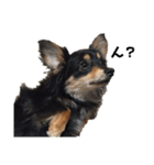 癒しのチワックス、愛犬ぽぽちゃんです。（個別スタンプ：8）