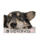 癒しのチワックス、愛犬ぽぽちゃんです。（個別スタンプ：9）