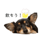 癒しのチワックス、愛犬ぽぽちゃんです。（個別スタンプ：11）