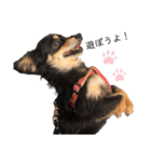 癒しのチワックス、愛犬ぽぽちゃんです。（個別スタンプ：12）