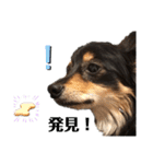 癒しのチワックス、愛犬ぽぽちゃんです。（個別スタンプ：14）