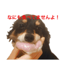 癒しのチワックス、愛犬ぽぽちゃんです。（個別スタンプ：15）