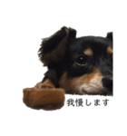 癒しのチワックス、愛犬ぽぽちゃんです。（個別スタンプ：16）