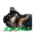 癒しのチワックス、愛犬ぽぽちゃんです。（個別スタンプ：21）