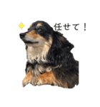 癒しのチワックス、愛犬ぽぽちゃんです。（個別スタンプ：23）