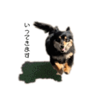 癒しのチワックス、愛犬ぽぽちゃんです。（個別スタンプ：27）