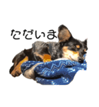 癒しのチワックス、愛犬ぽぽちゃんです。（個別スタンプ：28）