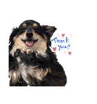 癒しのチワックス、愛犬ぽぽちゃんです。（個別スタンプ：29）
