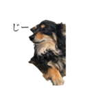 癒しのチワックス、愛犬ぽぽちゃんです。（個別スタンプ：31）