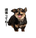 癒しのチワックス、愛犬ぽぽちゃんです。（個別スタンプ：32）
