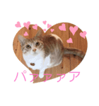仲良し兄弟モコグリティグリモララPart7（個別スタンプ：9）