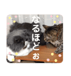 仲良し兄弟モコグリティグリモララPart7（個別スタンプ：12）