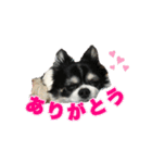 ロングコートチワワのロンくん（個別スタンプ：2）