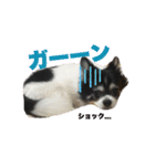 ロングコートチワワのロンくん（個別スタンプ：8）
