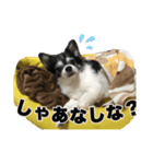 ロングコートチワワのロンくん（個別スタンプ：15）