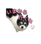 ロングコートチワワのロンくん（個別スタンプ：16）