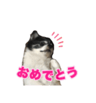 ロングコートチワワのロンくん（個別スタンプ：21）