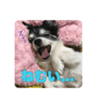 ロングコートチワワのロンくん（個別スタンプ：27）