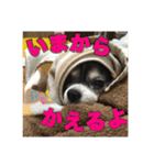 ロングコートチワワのロンくん（個別スタンプ：30）