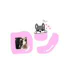 ロングコートチワワのロンくん（個別スタンプ：32）