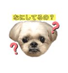 みんなのアイドルクッキーちゃん（個別スタンプ：1）