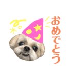 みんなのアイドルクッキーちゃん（個別スタンプ：4）