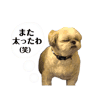 みんなのアイドルクッキーちゃん（個別スタンプ：6）