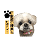 みんなのアイドルクッキーちゃん（個別スタンプ：8）