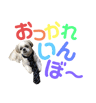 みんなのアイドルクッキーちゃん（個別スタンプ：9）