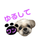 みんなのアイドルクッキーちゃん（個別スタンプ：12）