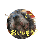 ぷーのすけ ver.1（個別スタンプ：18）