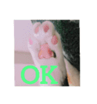 我が家ねこ身内用（個別スタンプ：1）