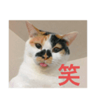 我が家ねこ身内用（個別スタンプ：2）