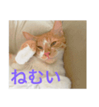 我が家ねこ身内用（個別スタンプ：3）